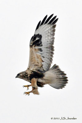 RoughleggedHawk011_6428b.jpg