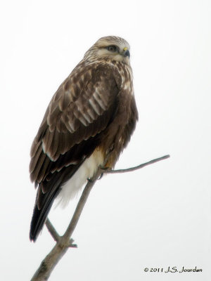 RoughleggedHawk0569b.jpg