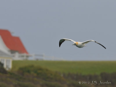 NorthernGannet012_4306b.jpg