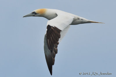 NorthernGannet012_4317b.jpg