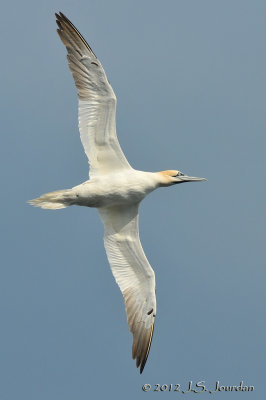 NorthernGannet012_4447b.jpg