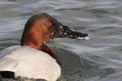 Canvasback3731b2.jpg