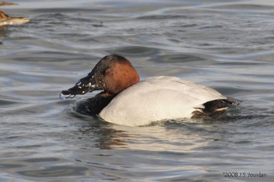 Canvasback3782b.jpg