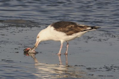 GBBGull3889b.jpg