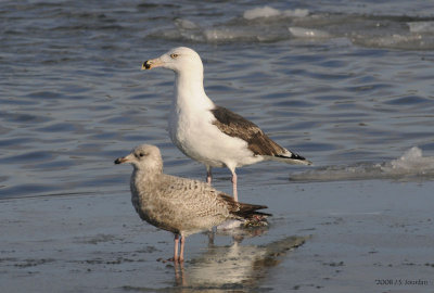 GBBGull3958b.jpg