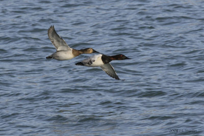 Canvasback4361b.jpg