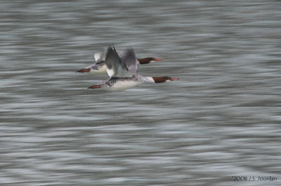 CommonMerganser4525_dryb.jpg