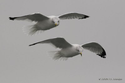 Ad_nonbreedingRingbilledGull5146b.jpg