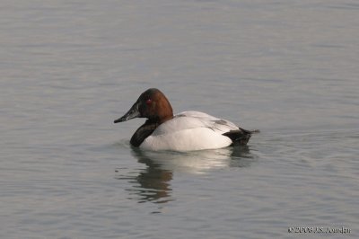 Canvasback5606b.jpg