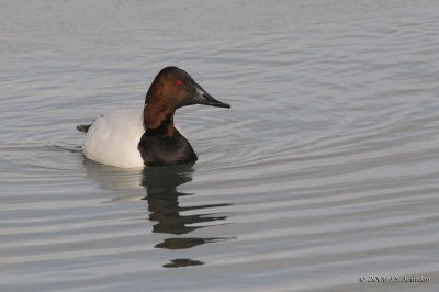 Canvasback5636b.jpg