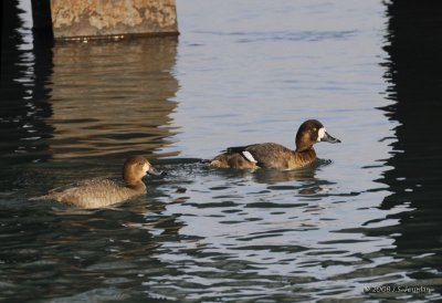 Redhead_GrScaup5796b.jpg