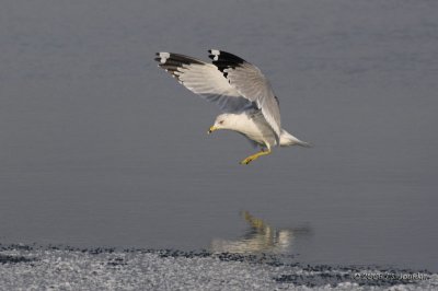 RingbilledGull5728b.jpg