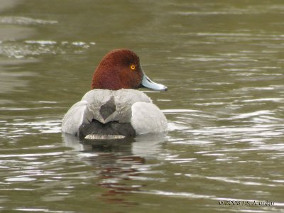 Redhead4021b.jpg