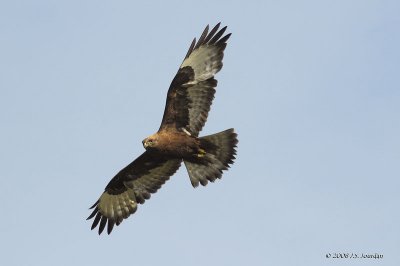 RoughleggedHawk6262b.jpg