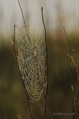 Spiderweb5769b.jpg