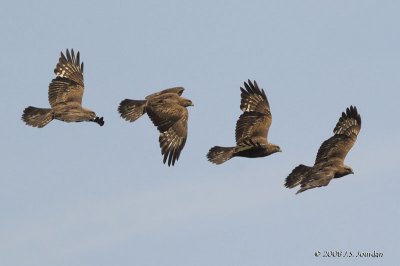 RoughleggedHawk6278b.jpg