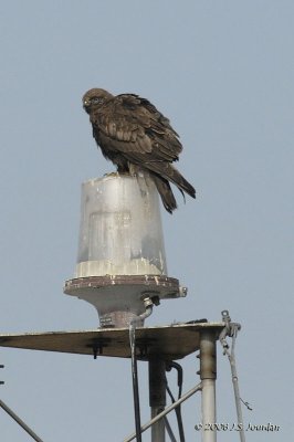 RoughleggedHawk6060b.jpg