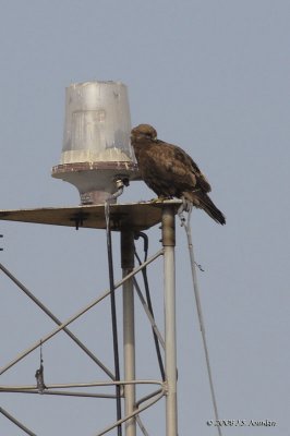 RoughleggedHawk6052b.jpg
