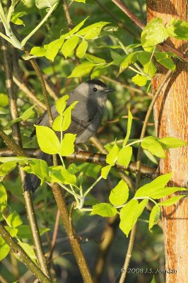 GrayCatbird5753b.jpg