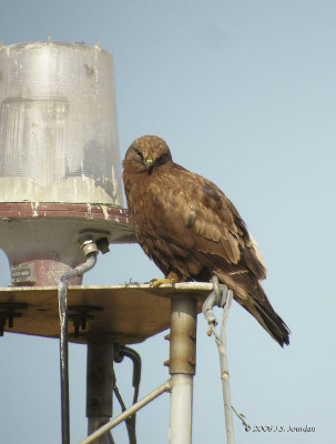 RoughleggedHawk5418b.jpg