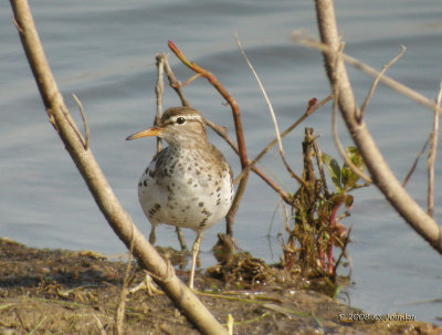 SpottedSandpiper5481b.jpg