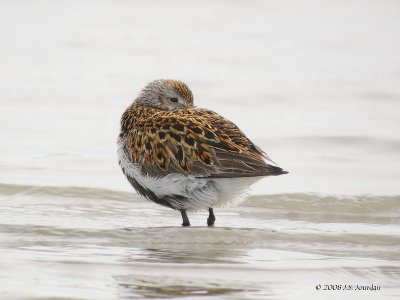 Dunlin5695b.jpg