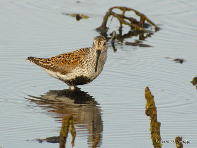 Dunlin5817b.jpg