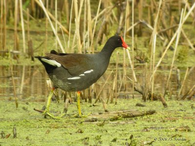 Moorhen5535b.jpg