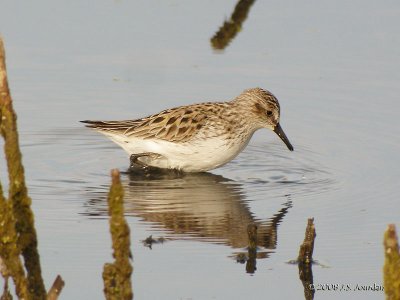 SemipalmatedSandpiper5862b.jpg