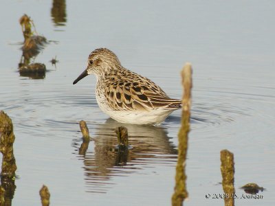 SemipalmatedSandpiper5867b.jpg