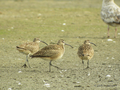 Whimbrel5562b.jpg