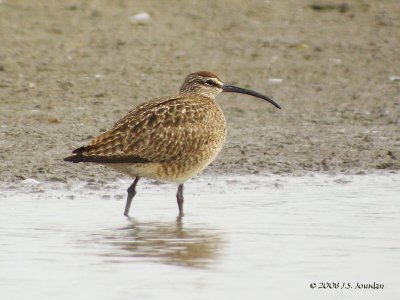 Whimbrel5580b.jpg