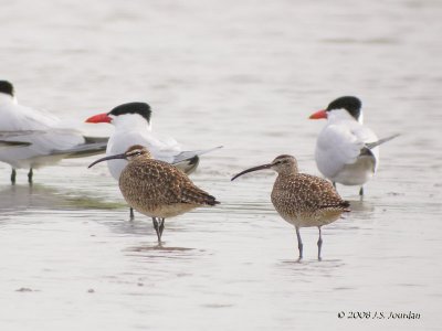 Whimbrel5637b.jpg