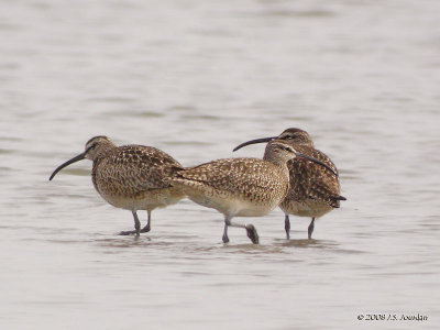 Whimbrel5672b.jpg