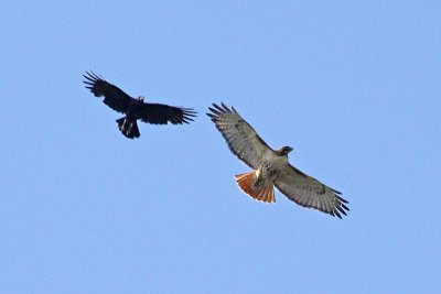 Red Tail Under Attack   4821
