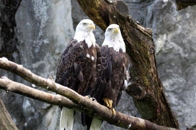 Love Birds?   5140