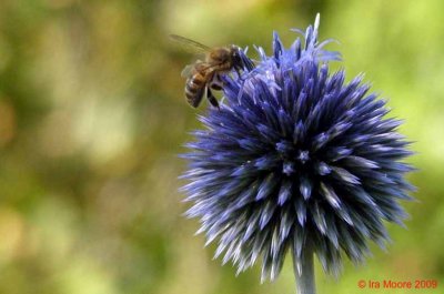 btu230809 24zrmo echinops bwtmk.jpg