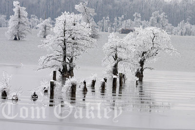 Icy Reelfoot Lake