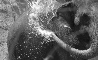 Elephant bath_5101.JPG