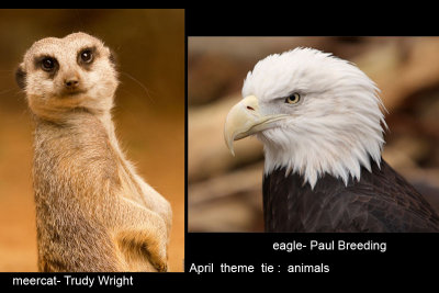 April 2009  Animals tie Trudy Wright /Paul Breeding
