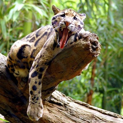 Nashville Zoo - Clouded Leopard
