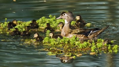 Female Wood Duck & Ducklings