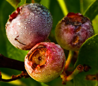 Blueberries with morning dew