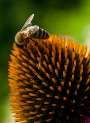 Coneflower with bee