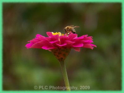 Bee and Flower.jpg