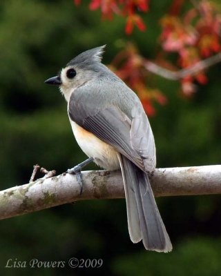 Lisa Powers- 2nd Place 2009 Hickman County Fair -Tufted Titmouse