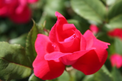 Rose in Centennial Park TN