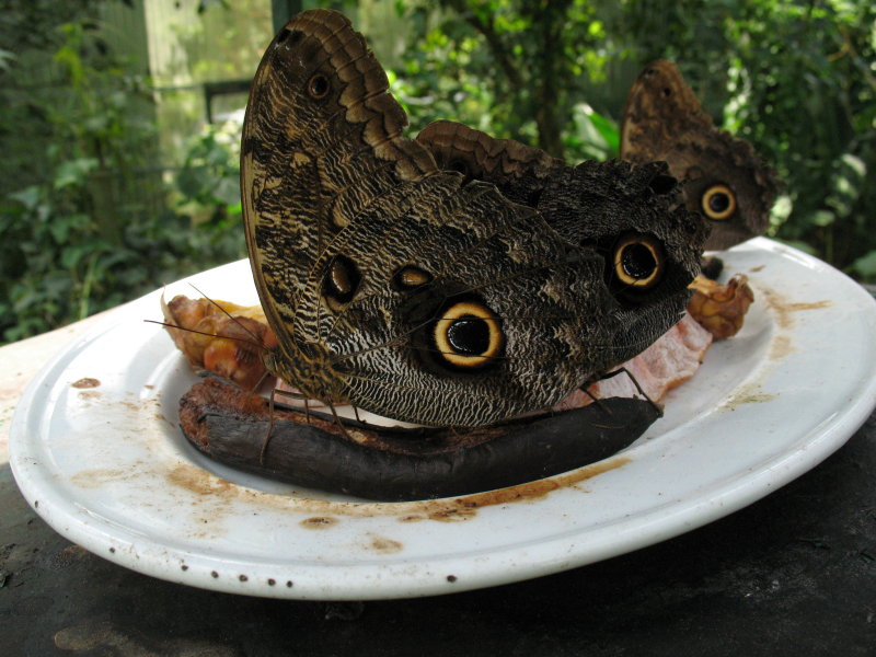 Giant Moths or Butterflys Eating a Banana