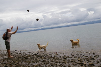 Tossing Coconuts to the Golden Retrievers or Yellow Labs Golfo Dulce