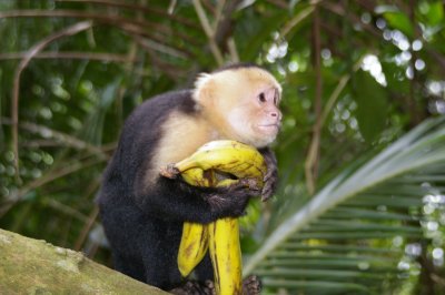 Capuchin White-Faced Monkey with bananas